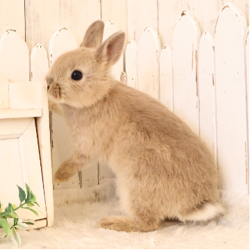 animal_image