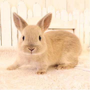 animal_image