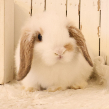 animal_image