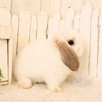 animal_image