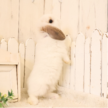 animal_image