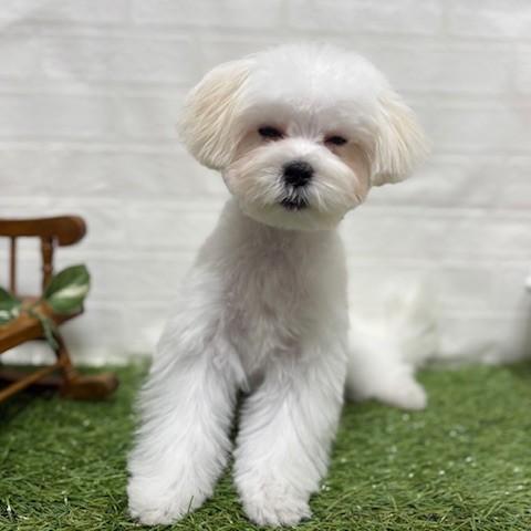 animal_image