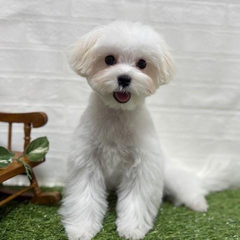 animal_image