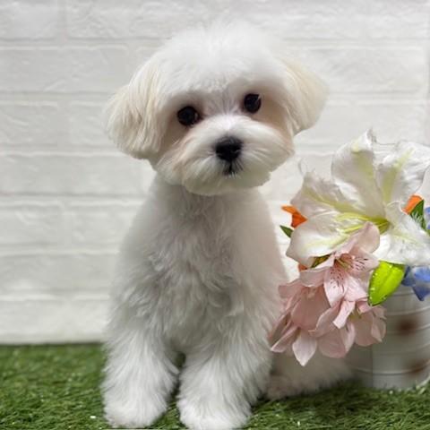 animal_image
