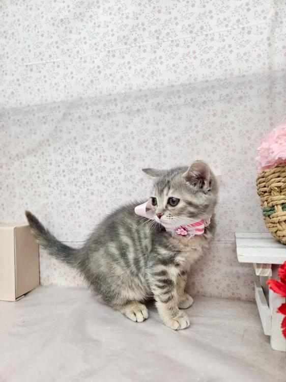 animal_image