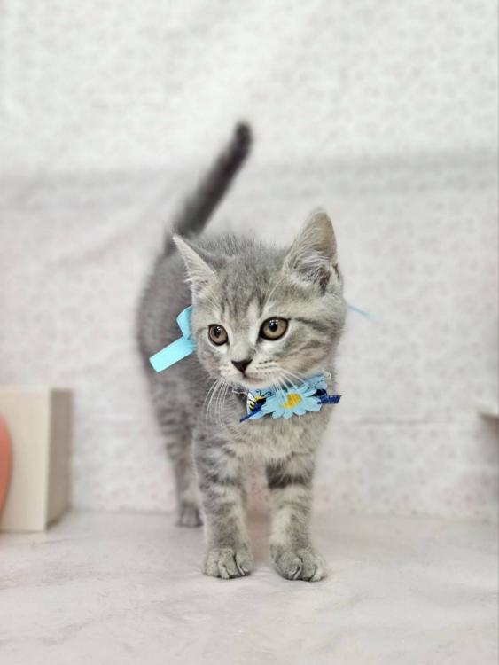 animal_image
