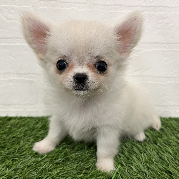 animal_image