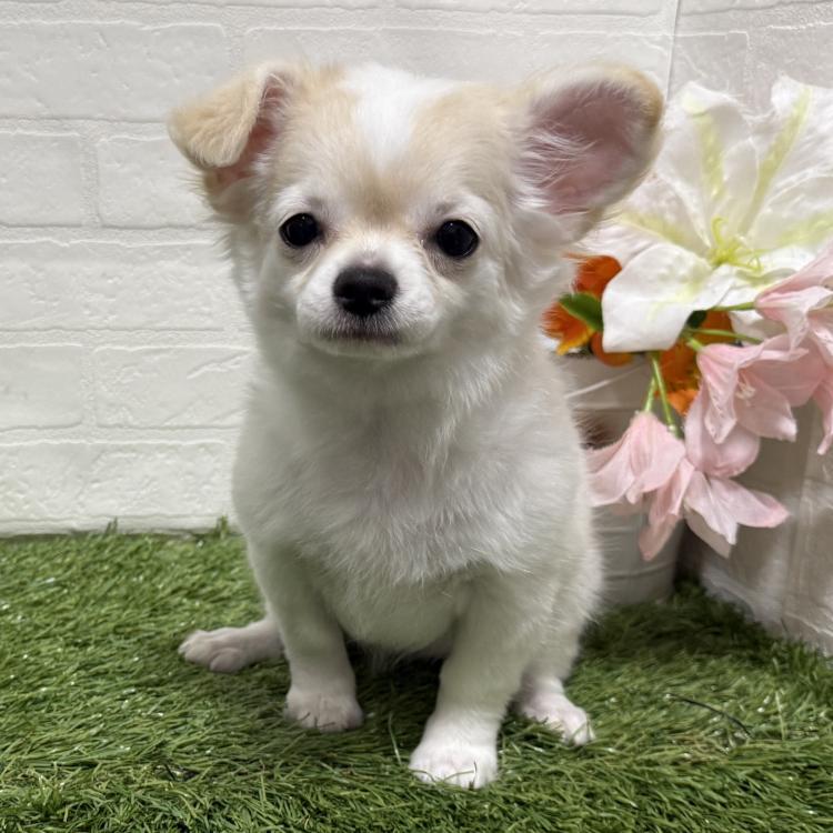 animal_image