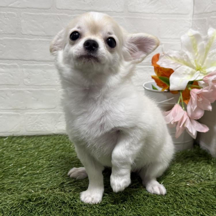 animal_image