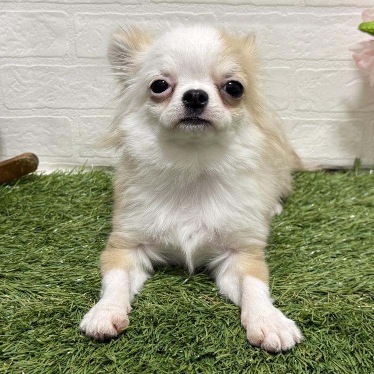 animal_image