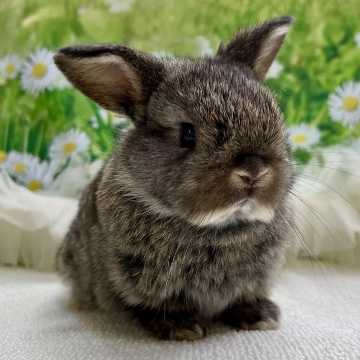 animal_image