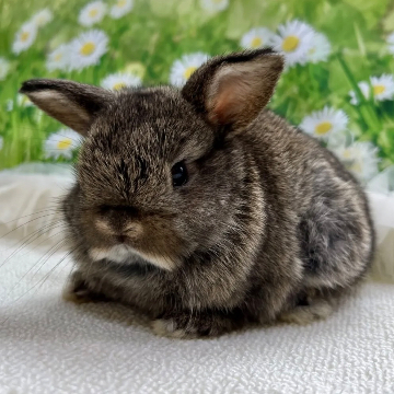 animal_image