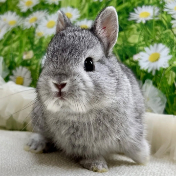 animal_image