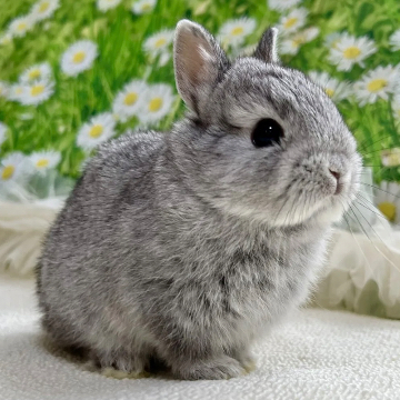 animal_image