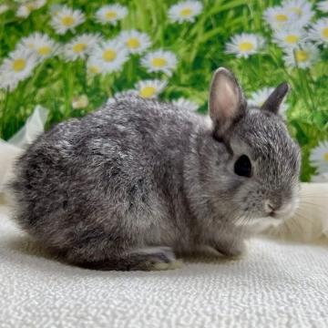 animal_image