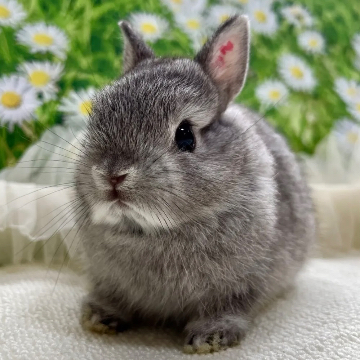 animal_image