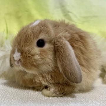 animal_image