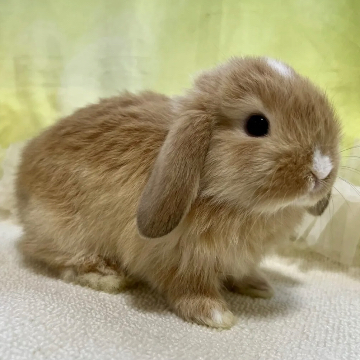 animal_image