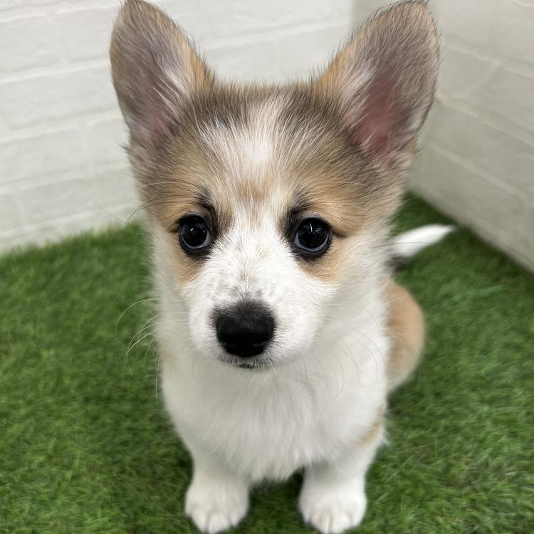animal_image