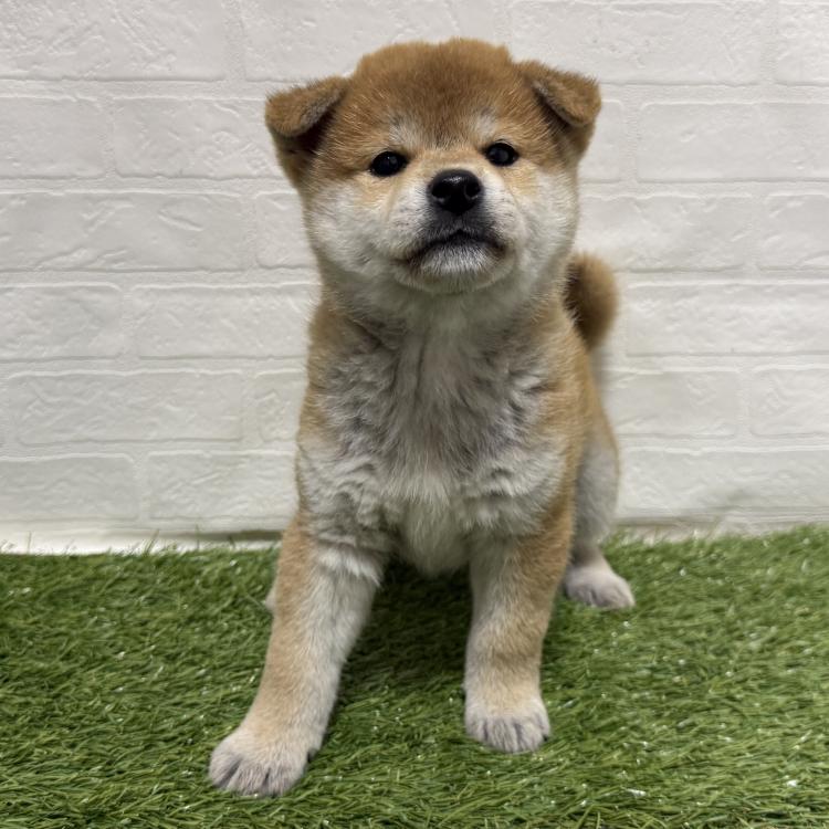 animal_image