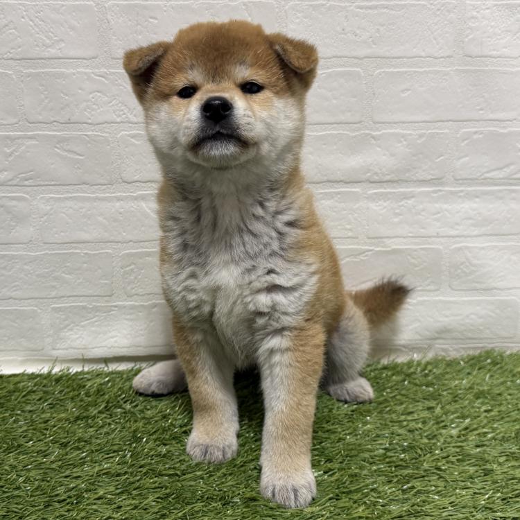 animal_image