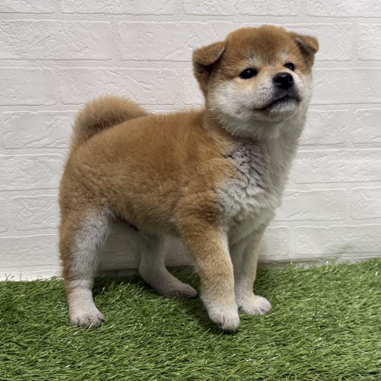 animal_image