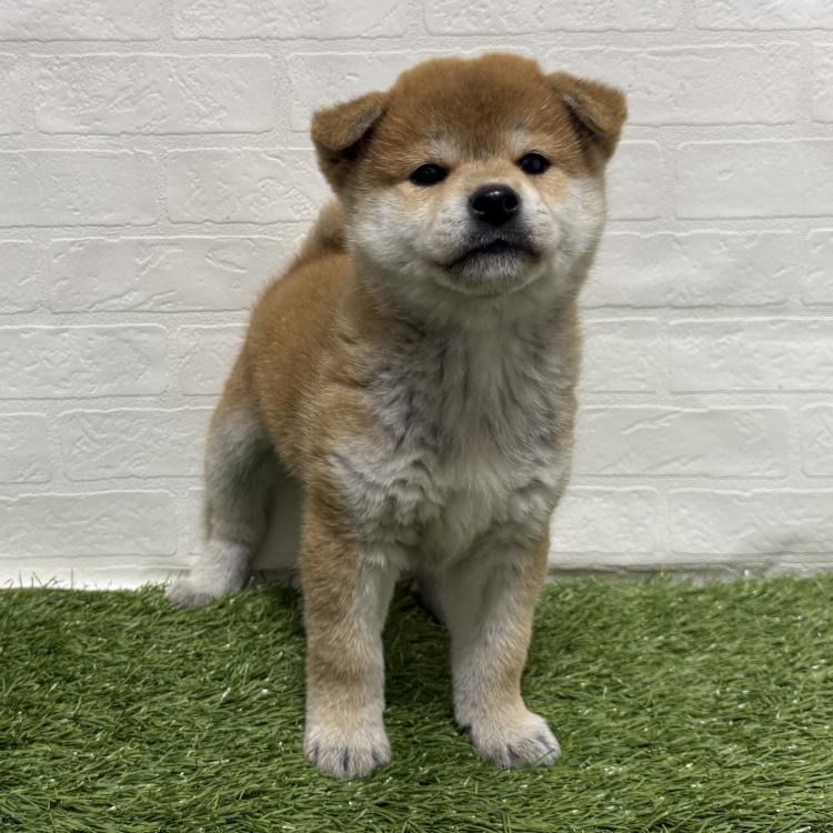 animal_image