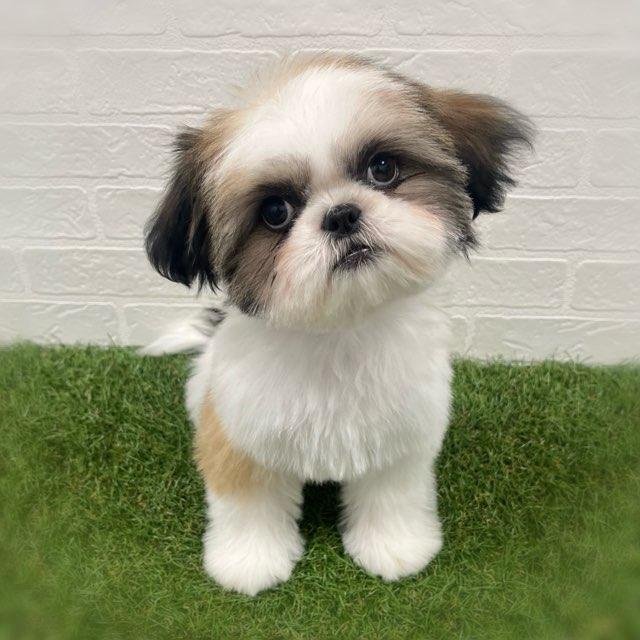 animal_image