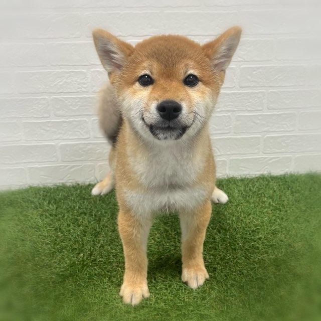animal_image