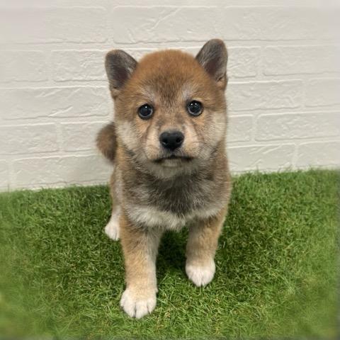 animal_image