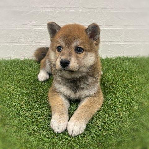 animal_image