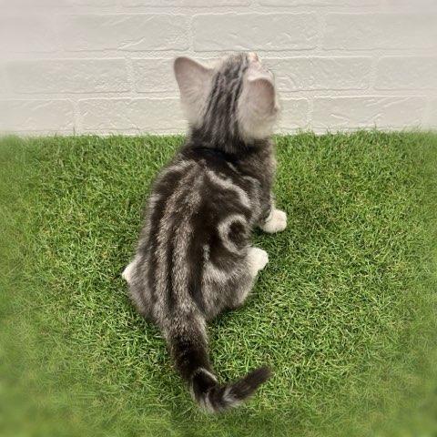 animal_image