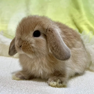 animal_image