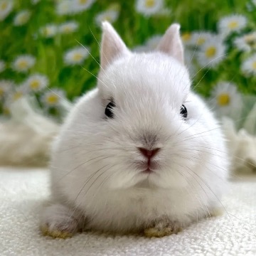 animal_image