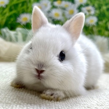 animal_image