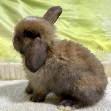 animal_image