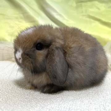 animal_image