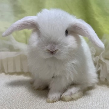 animal_image