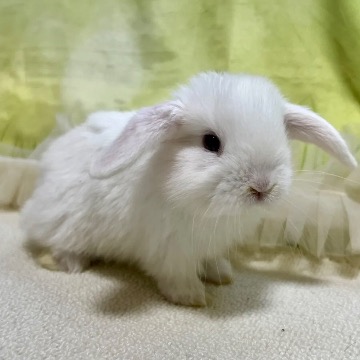animal_image