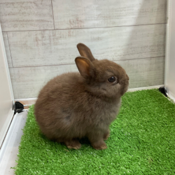 animal_image