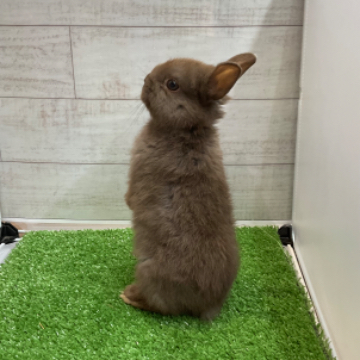 animal_image