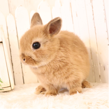 animal_image