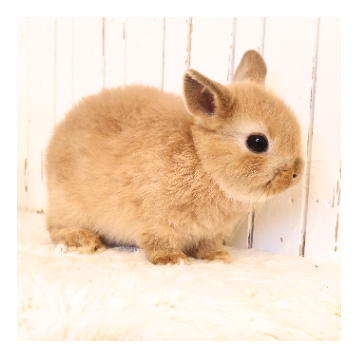 animal_image