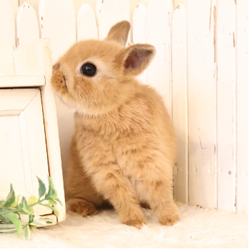 animal_image