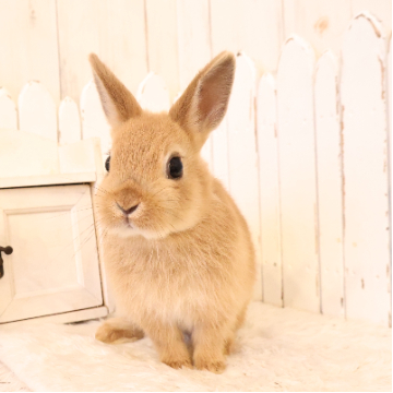 animal_image