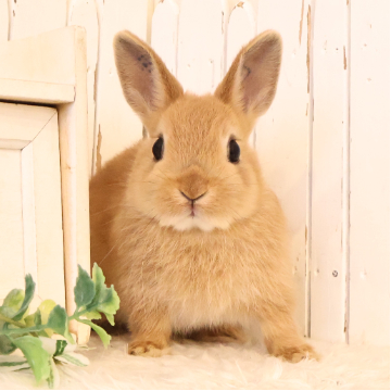 animal_image