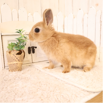animal_image
