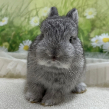 animal_image