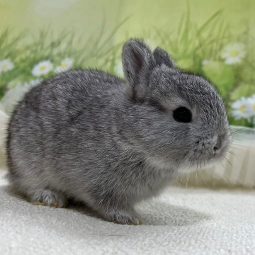 animal_image