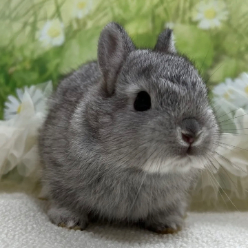 animal_image